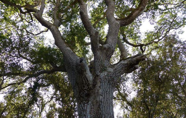 Les chênes du bois du Veillon