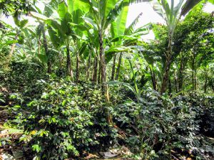 Verde que te quiero verde, avec les campesinos du Valle del Cauca (1/6 août 2018)