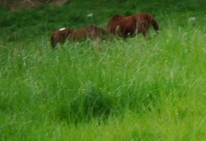 dans les hautes herbes! 