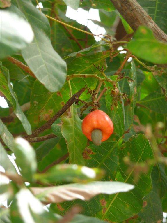 Album - La casamance