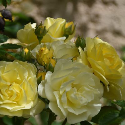 Les fleurs du jardin - juin 2019...