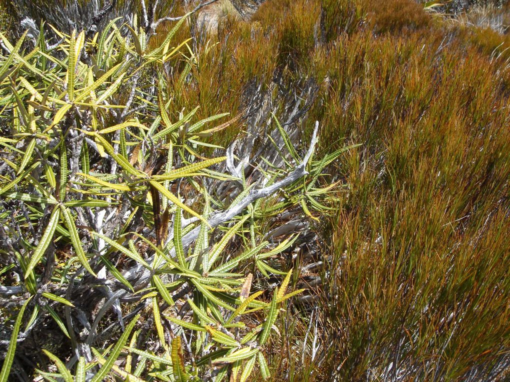 Album - Top South Island