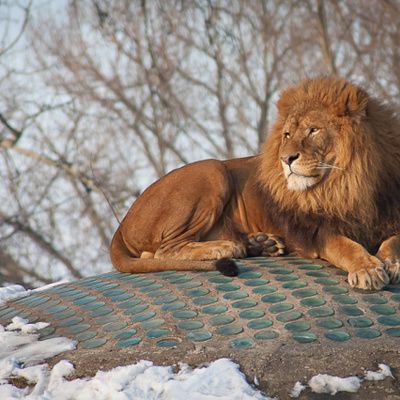 Quelles sont les étapes pour dessiner un lion facilement ?