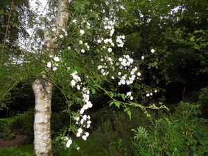 Paul himayan's musk éclaire cette partie de jardin et devrait coloniser d'ici 2 à 3 ans 3 bouleaux en ligne ....c'est un géant  !!!