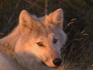 Au Pays du Loup (#24)