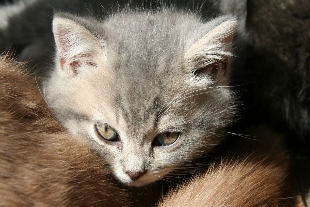 Portée de deux chatons.
(Chaussette + Dwayne)