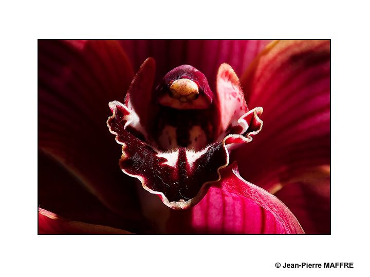 Des orchidées dans toute leur splendeur nous ravissent par la variété de leurs formes et de leurs couleurs.