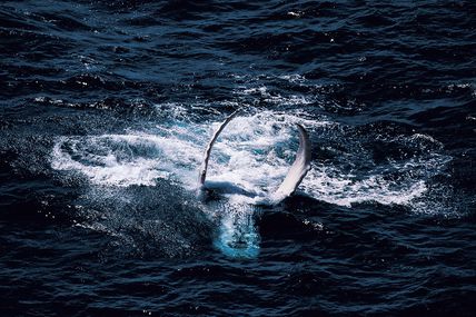 Baleine a bosse dans la baie de Samana en République Dominicaine.