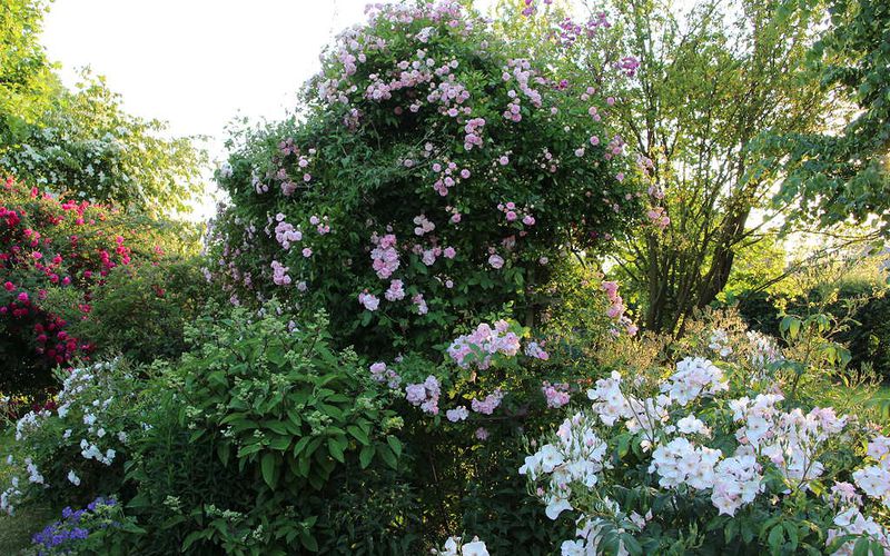 Des roses en profusion/ massif de la piscine avant-après/ ouverture du jardin