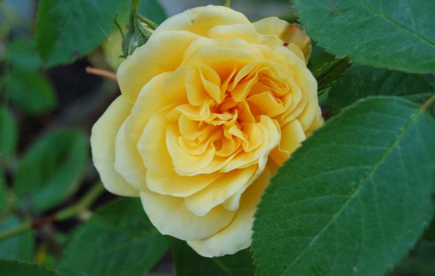 La première rose ... 24 avril en Normandie ;-)