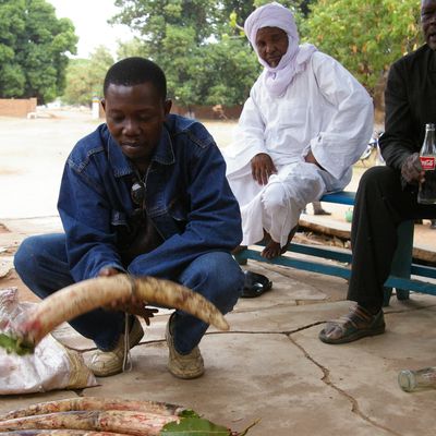 Sur les traces des braconniers