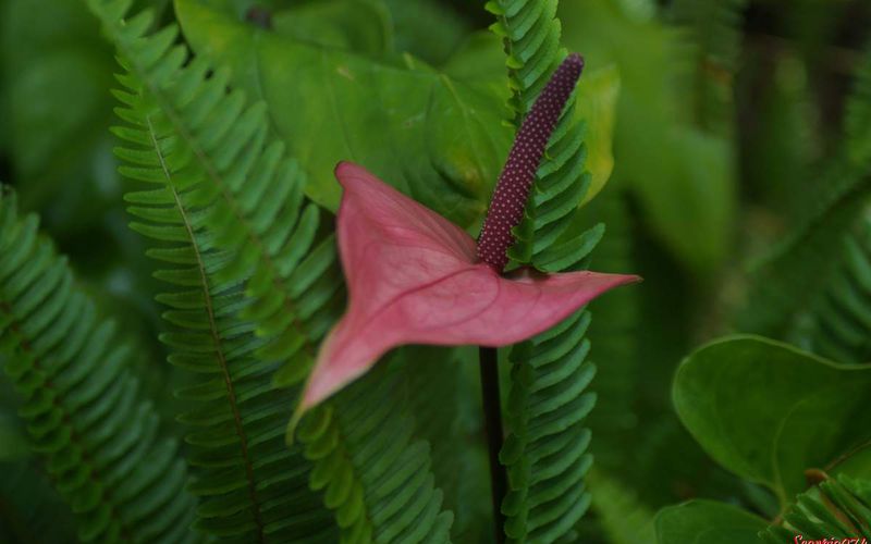 L'Anthurium sp.