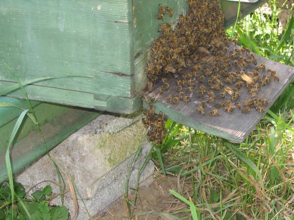 Album - apiculture