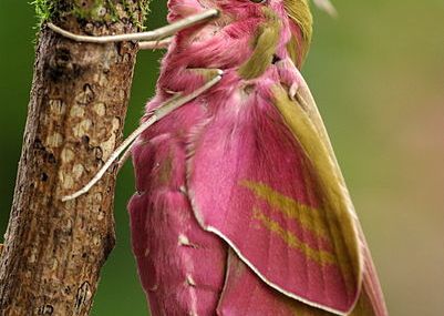 Le Deilephila Elpenor, Insecte, Grand Sphinx de la Vigne, Europe