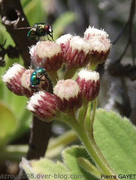 Quelques photos d'un bref passage sur l'île de la Réunion: fleurs, insectes, oiseaux, tortues et lave