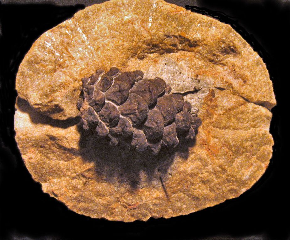 Dans cette sablière de l’Oligocène inf. (Rupélien) a été trouvé : cônes de conifères, feuilles, graines, bivalves, gastéropodes, terriers. Les fossiles sont dans des nodules de baryte qu’il faut casser pour en découvrir… peut être…