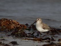 Limicoles dans la baie de Tréompan ( nord finistère)