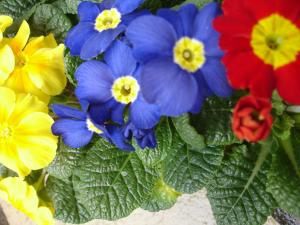 Mon jardin, toutes les fleurs que j'aime + celles de l'album l'œil du Pro