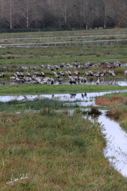 Grues cendrées