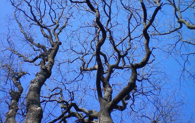 Grands arbres et ciel de glace