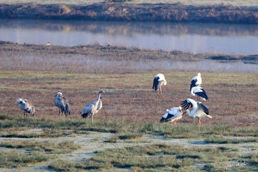 Grues cendrées