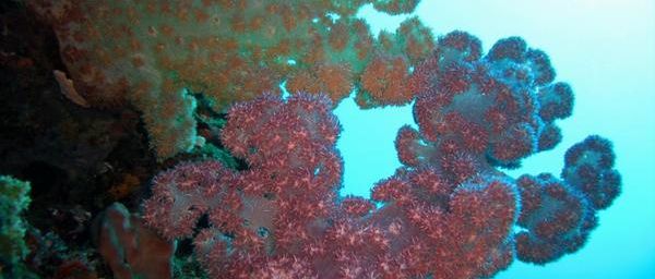 Dendronephthya (coraux mous) de Mayotte