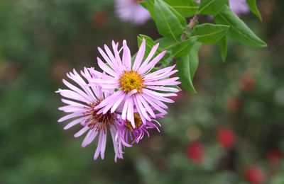 468 - Les plantes ayant résisté à la canicule et la sécheresse de 2022 - quelques lianes