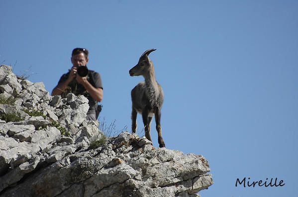 Album - Bouquetins-du-Vercors