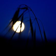 Pleine lune du petit matin du 10 avril 2017