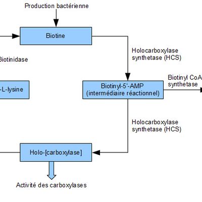 Sur les traces de la biotine : Son intérêt pour la synthèse protéique.