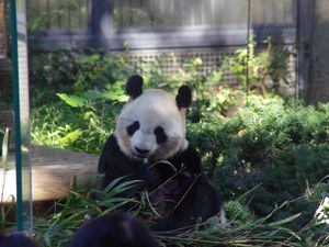 Les pandas ! Les vedettes du Zoo