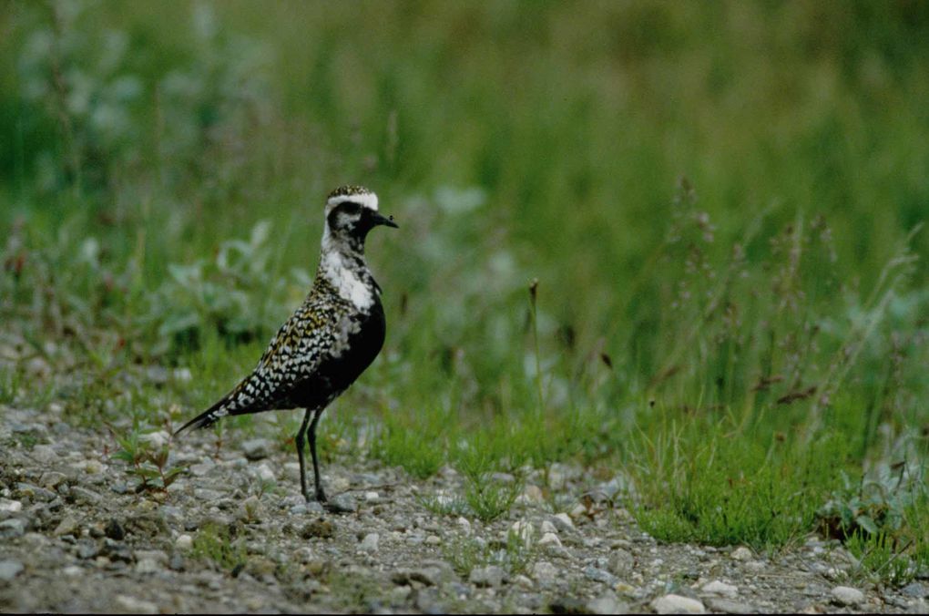 Album - oiseaux et mammifères-d-Alaska