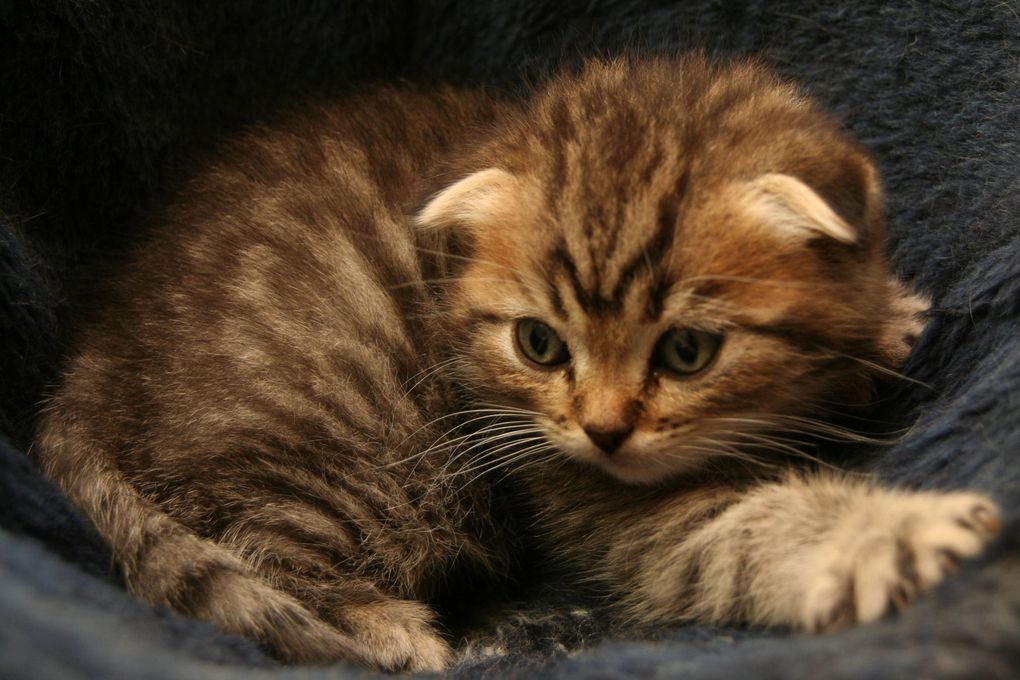 Photos de nos chatons de 2012.
Première portée : Falbala (Brtitish Shorthair)+ Dwayne (Highland Fold)