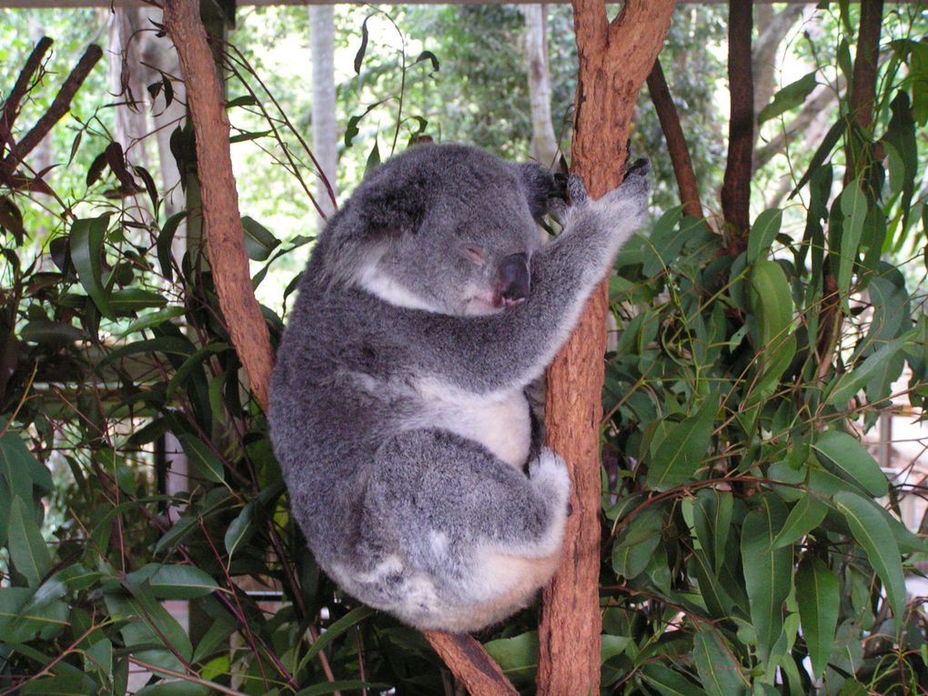 Album - Lone-Pine-Koala-Sanctuary