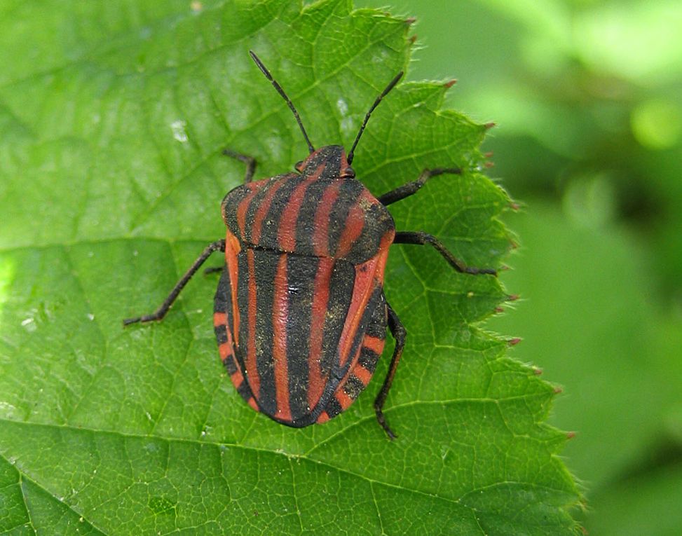 Album - Pentatomidae