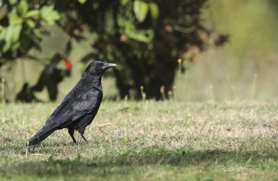 La Corneille noire (Corvus corone)