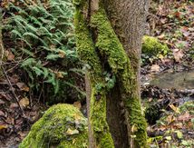 Le lierre, l'arbre et la mousse ...