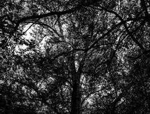 Prière aux arbres 