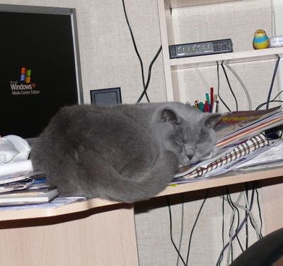 Sieste sur le bureau