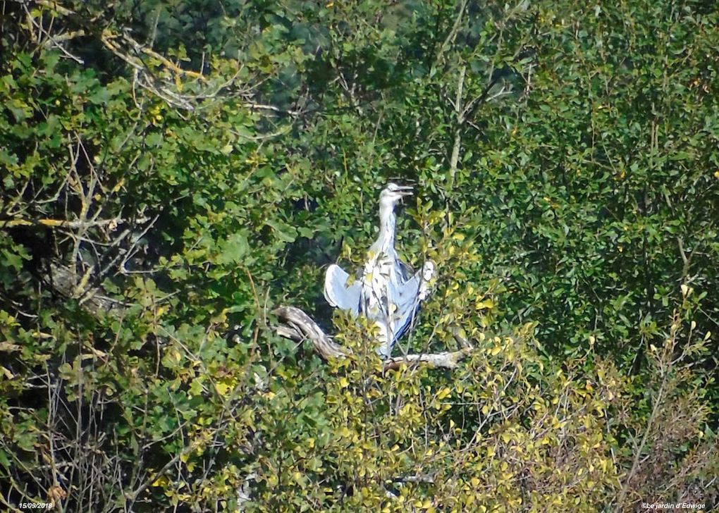 On ne pense pas  toujours à regarder dans les arbres...