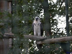 Zoo de Beauval en camping-car (Voyages en camping-car)