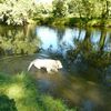 BAIGNADE DE RUBENS