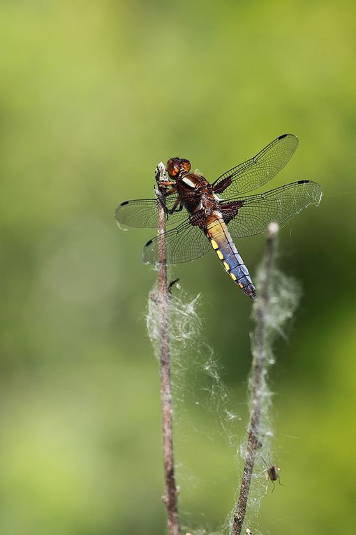 Album - Faune-Insectes-2