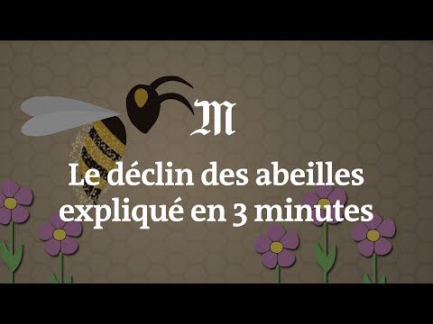 Le déclin des abeilles expliqué en 3 minutes