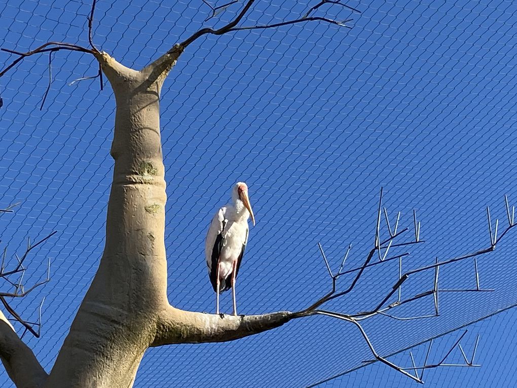 Le Zoo de BEAUVAL