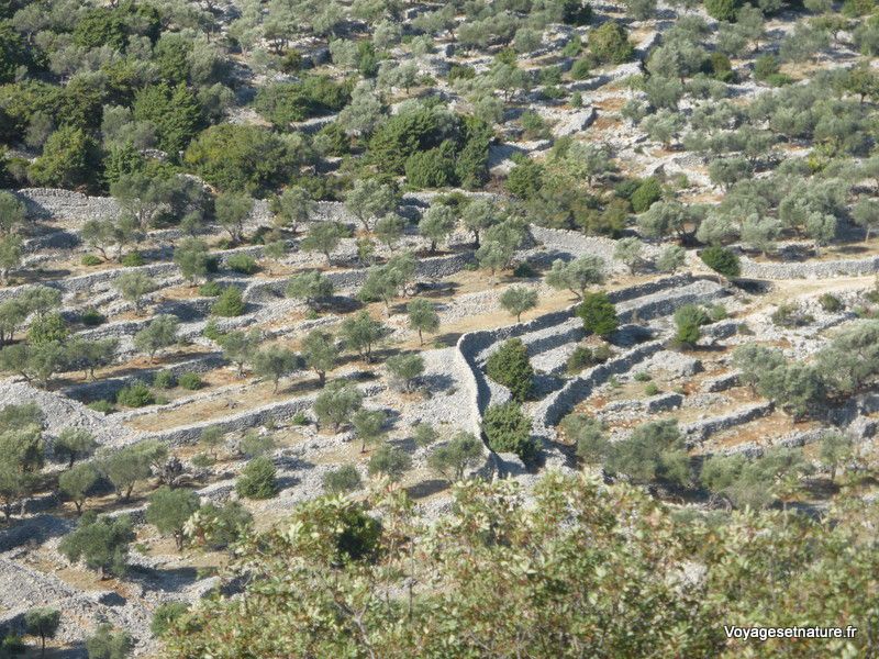 Les îles de CRES-LOSINJ et de KRK