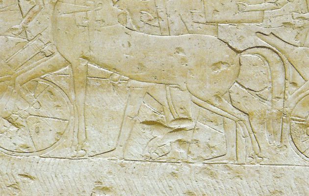 Les animaux sacrés (8) en Égypte ancienne !