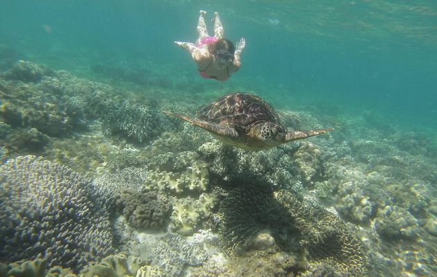 Apo Island, Le paradis des tortues