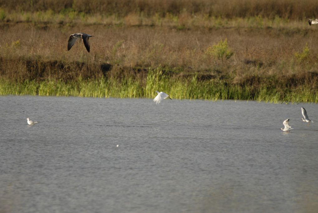 animali di palude