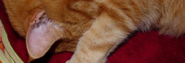Caramel.